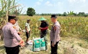 Polsek Tambang Salurkan Pupuk, Petani Didorong Genjot Produksi Swasembada Pangan
