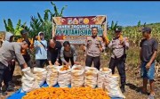 Panen 2 Ton Jagung, Polsek Kampar Kiri Hilir Kawal Langsung Langkah Swasembada Pangan