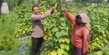 Polri Hadir di Tengah Petani, Bhabinkamtibmas Rumbai Barat Sambang Kebun Warga