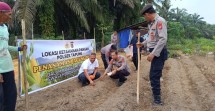 Polsek Tapung Tanam Jagung 1,5 Hektare, Dukung Astacita Prabowo Wujudkan Swasembada Pangan