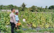Pendampingan Petani Terus dilakukan Polsek Rumbai Barat Wujud Dukungan Ketapang