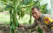 Dukung Ketahanan Pangan Nasional, Bhabinkamtibmas Rumbai Barat Sambangi Kebun Pepaya Milik Warga
