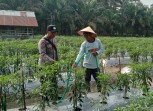 Polsek Lubuk Batu Jaya Sambangi Perkebunan Cabe Warga