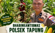 Polri Kawal Swasembada Pangan, Bhabinkamtibmas Turun ke Ladang Pantau Jagung Petani