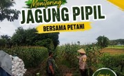 Tak Hanya Jaga Kamtibmas, Jajara Polsek Tapung Ikut Pastikan Jagung Petani Tumbuh Subur