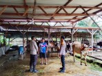 Dukung Swasembada Pangan, Polsek Lubuk Batu Jaya Sambangi Peternak Sapi di Desa Binaan